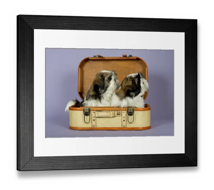 Framed Print : Two Shih Tzu puppies, 10 weeks Framed Print : Two Shih Tzu puppies, 10 weeks