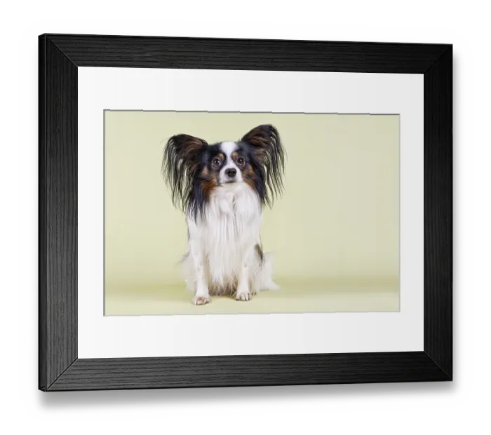 Framed Print : Papillon, male, 4 years, tricolour