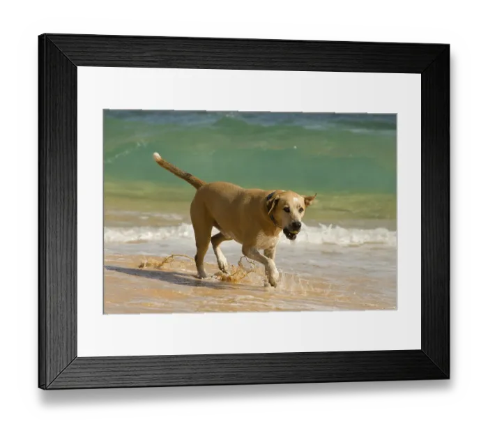 Framed Print : Dog on the beach, O'ahu, Hawaii