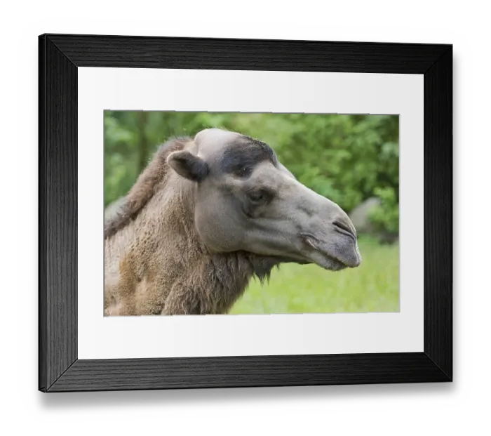 Framed Print : Wild Bactrian camel (Camelus ferus) Framed Print : Wild Bactrian camel (Camelus ferus)