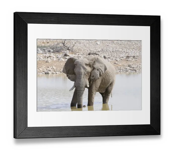 Framed Print : African Bush Elephant (Loxodonta africana) at a waterhole