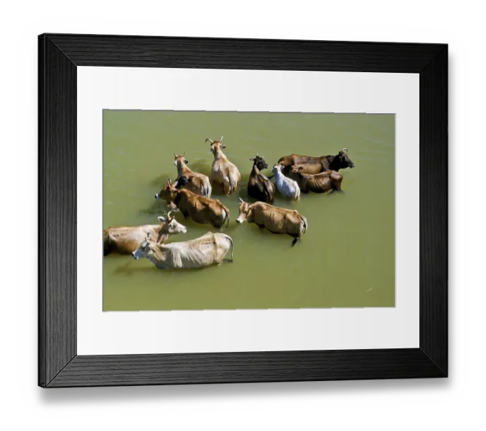 Framed Print : Holy cows taking bath in a river near Puri