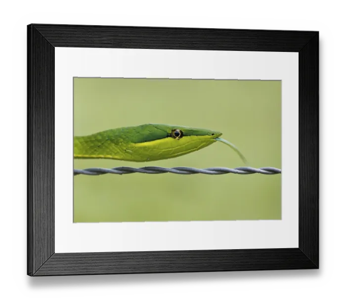 Framed Print : Green Vine Snake (Oxybelis fulgidus) Framed Print : Green Vine Snake (Oxybelis fulgidus)