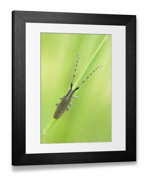 Framed Print : Golden-bloomed grey longhorn beetle (Agapanthia villosoviridescens)