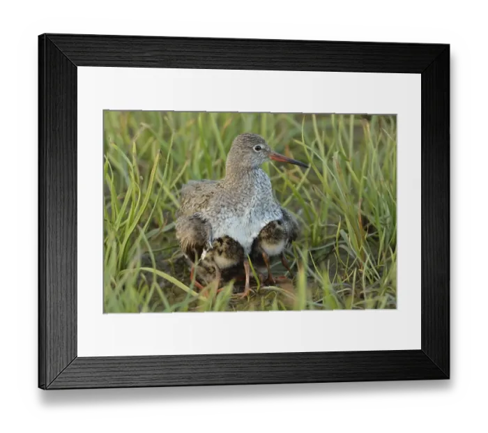 Framed Print : Redshank (Tringa totanuns) gathering its chicks protectively under its plumage
