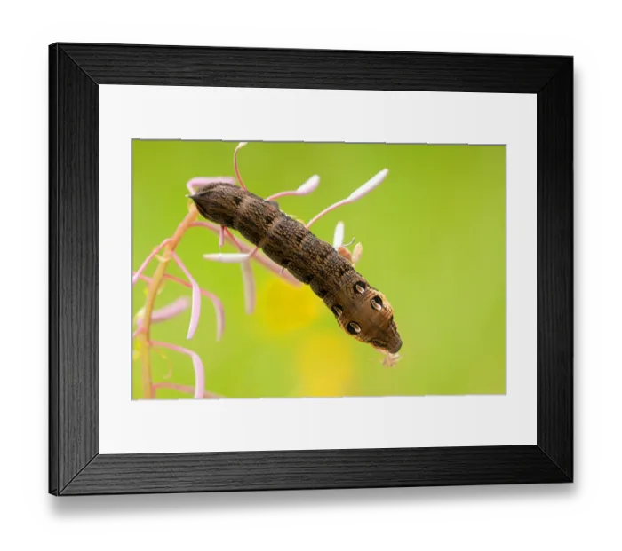 Framed Print : Elephant hawk-moths (Deilephila elpenor) Caterpillar Framed Print : Elephant hawk-moths (Deilephila elpenor) Caterpillar