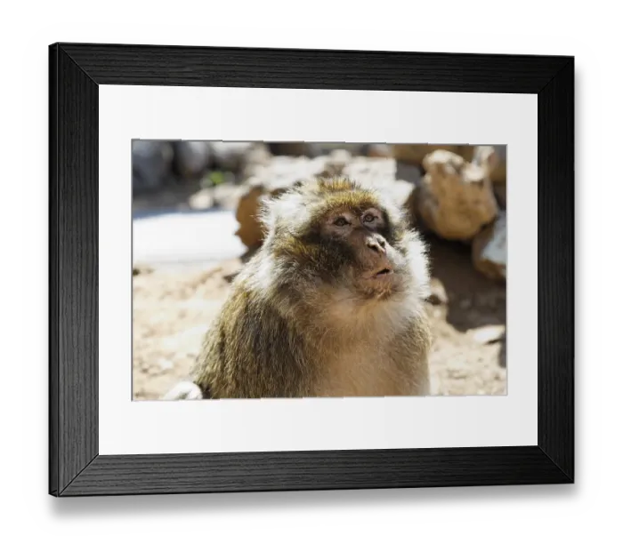 Framed Print : Barbary macaque (Macaca sylvanus)