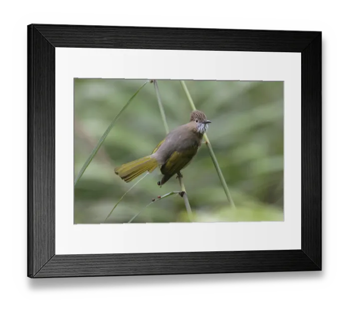 Framed Print : Mountain Bulbul (Ixos mcclellandii similis)