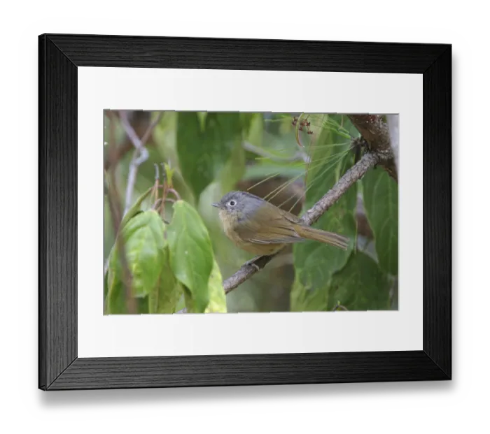 Framed Print : Grey-checked Fulvetta (Alcippe morrisonia fraterculus) Framed Print : Grey-checked Fulvetta (Alcippe morrisonia fraterculus)