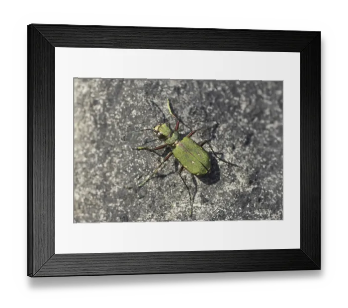 Framed Print : Green Tiger Beetle (Cicindela campestris) Framed Print : Green Tiger Beetle (Cicindela campestris)