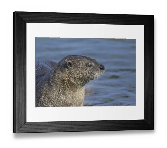 Framed Print : North American River Otter (Lontra canadensis)