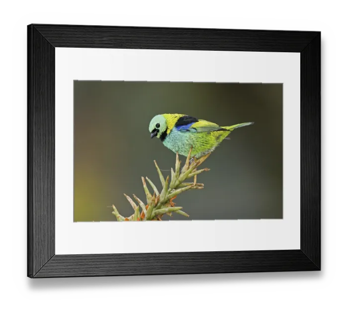 Framed Print : Green-headed Tanager (Tangara seledon)