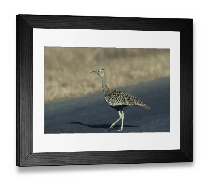 Framed Print : Red-crested Bustard or Red-crested Korhaan (Eupodotis ruficrista)