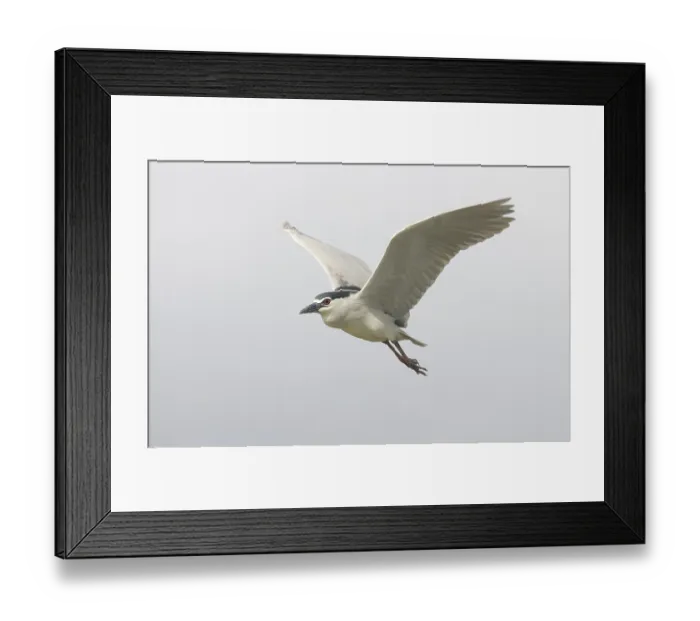 Framed Print : Black-crowned Night-heron (Nycticorax nycticorax)) Framed Print : Black-crowned Night-heron (Nycticorax nycticorax))
