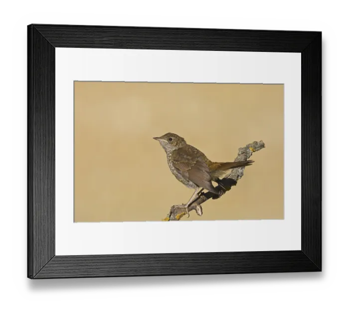 Framed Print : Common Nightingale (Luscinia megarhynchos)