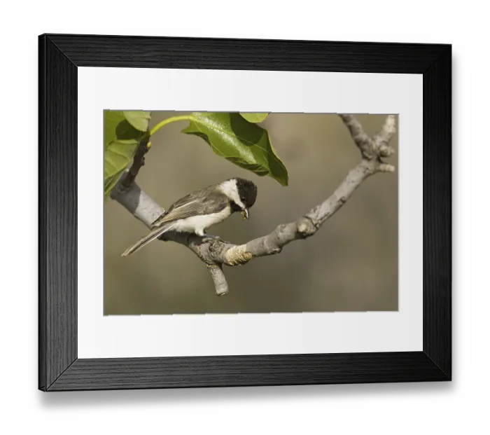 Framed Print : Sombre Tit (Parus lugubris), adult