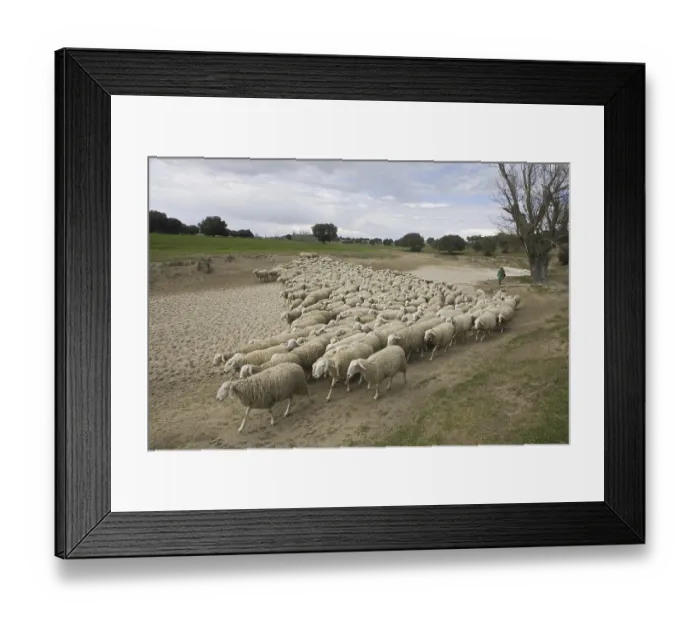 Framed Print : Domestic Sheep, flock herded by shepherd along dry riverbed Framed Print : Domestic Sheep, flock herded by shepherd along dry riverbed
