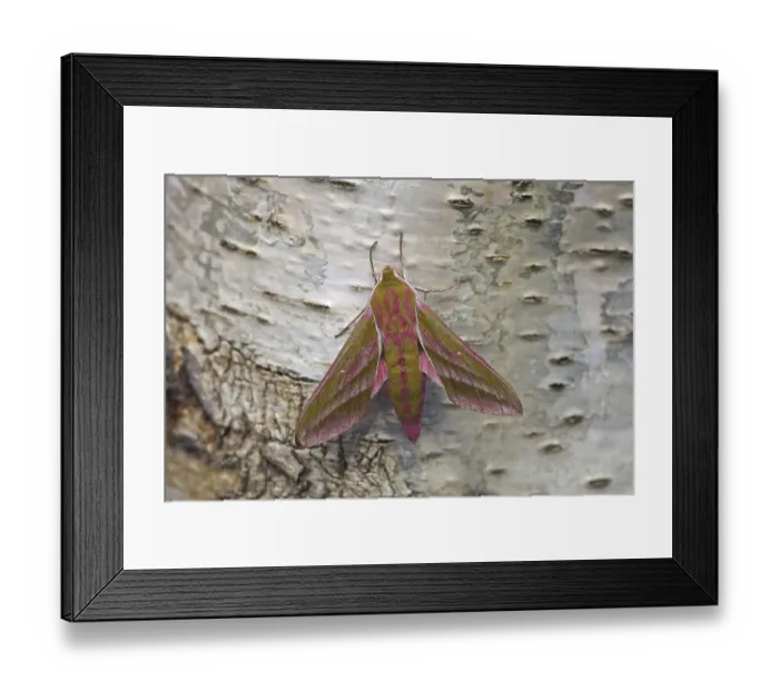 Framed Print : Elephant Hawkmoth (Deilephila elpenor)