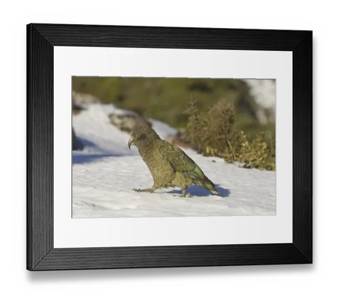 Framed Print : Kea (Nestor notabilis), adult, walking on snow Framed Print : Kea (Nestor notabilis), adult, walking on snow