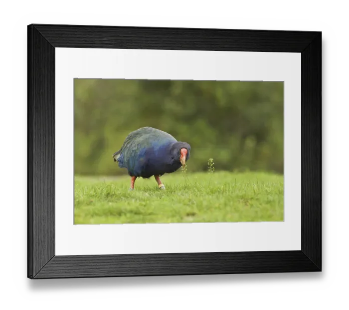 Framed Print : Takahe (Porphyrio hochstetteri)