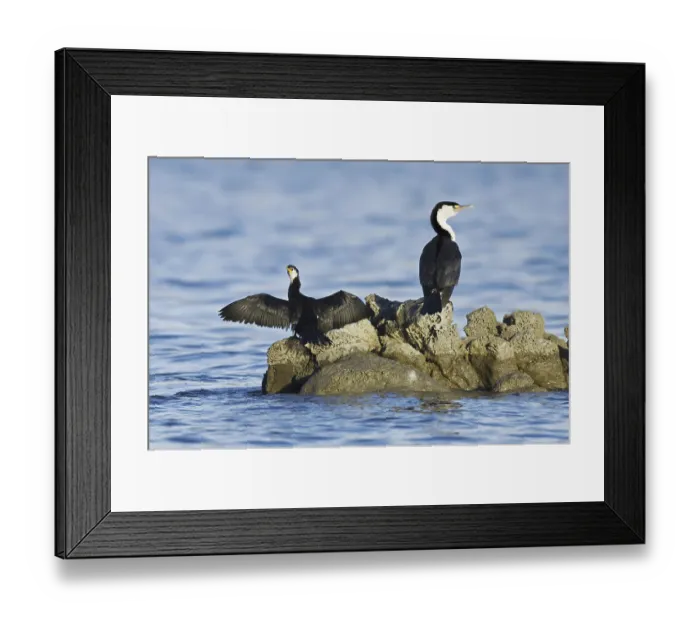 Framed Print : Pied Cormorant (Phalacrocorax varius) Framed Print : Pied Cormorant (Phalacrocorax varius)