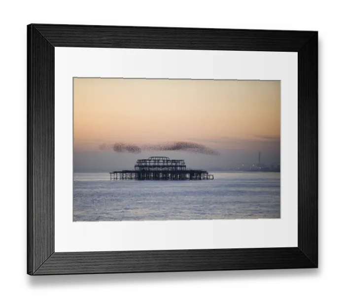 Framed Print : Common Starling (Sturnus vulgaris) flock Framed Print : Common Starling (Sturnus vulgaris) flock