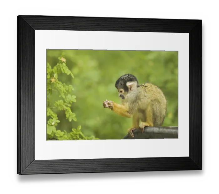 Framed Print : Black-capped Squirrel Monkey (Saimiri boliviensis)
