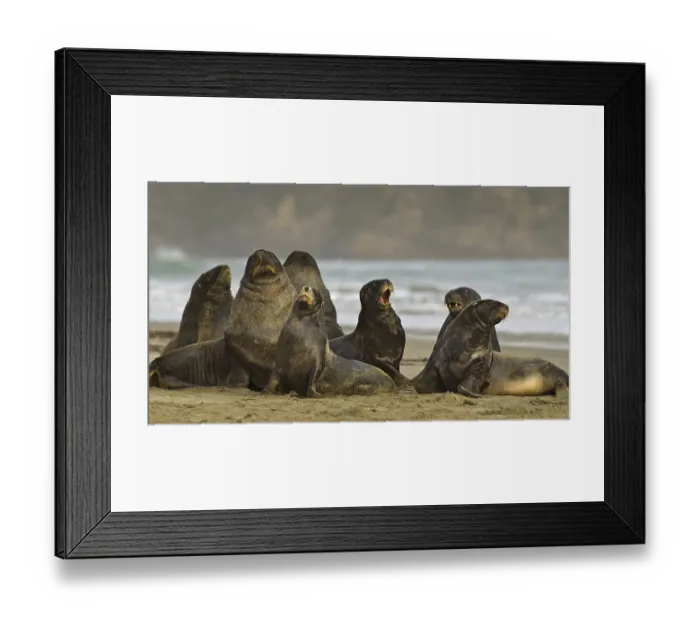 Framed Print : Hooker's Sealion (Phocarctos hookeri)