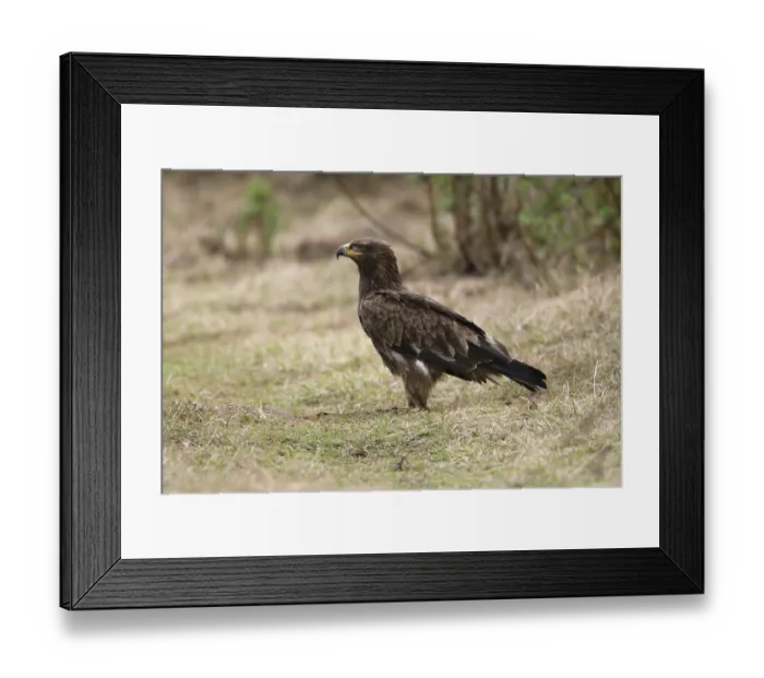 Framed Print : African Tawny Eagle (Aquila rapax)