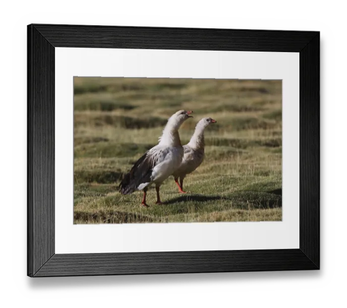 Framed Print : Andean Goose (Chloephaga melanoptera) Framed Print : Andean Goose (Chloephaga melanoptera)