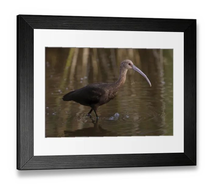 Framed Print : White-faced Ibis (Plegadis chihi) Framed Print : White-faced Ibis (Plegadis chihi)