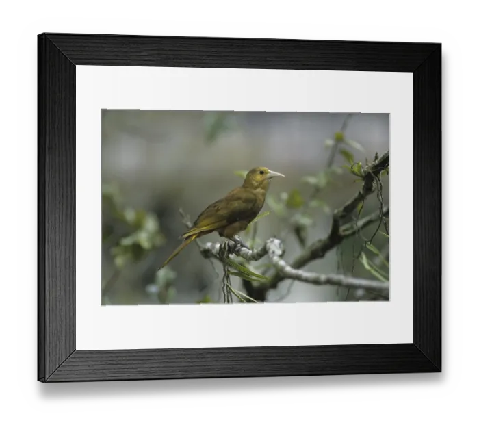 Framed Print : Russet-backed Oropendola (Psarocolius angustifrons)