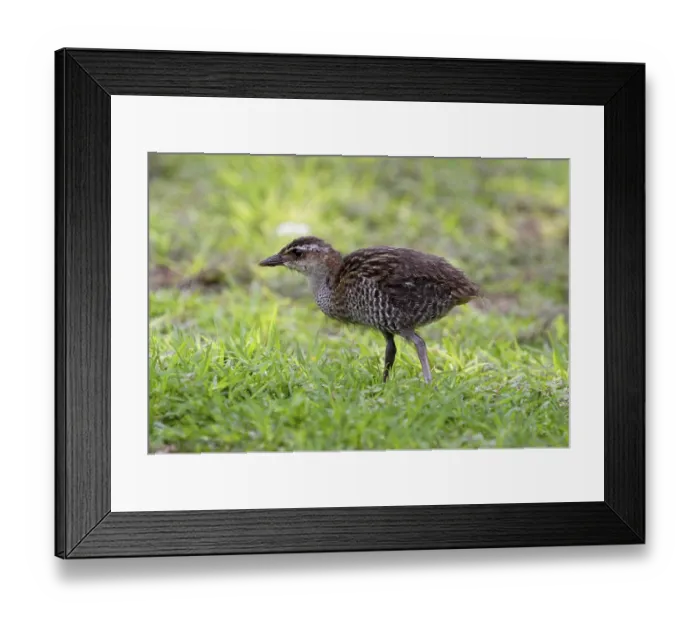 Framed Print : Buff-banded Rail (Gallirallus philippensis)
