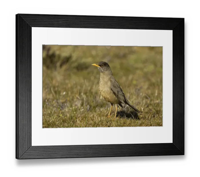 Framed Print : Falkland Thrush (Turdus falcklandii falcklandii)