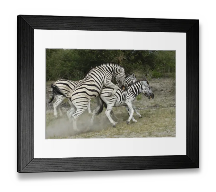 Framed Print : Common Zebra (Equus burchellii) Framed Print : Common Zebra (Equus burchellii)