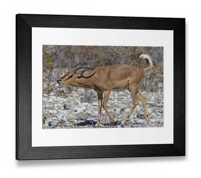 Framed Print : Black-faced Impala (Aepyceros melampus petersi) Framed Print : Black-faced Impala (Aepyceros melampus petersi)