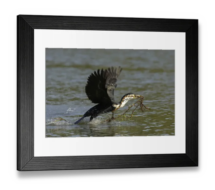 Framed Print : White-necked Cormorant (Phalacrocorax carbo lucidus)