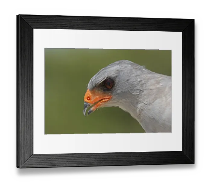 Framed Print : Pale Chanting-goshawk (Melierax canorus) Framed Print : Pale Chanting-goshawk (Melierax canorus)