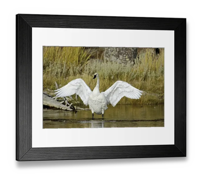 Framed Print : Trumpeter Swan (Cygnus buccinator)