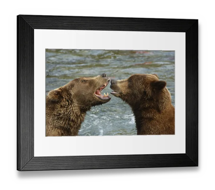 Framed Print : Brown Bear (Ursus arctos), two growling at each other in river Framed Print : Brown Bear (Ursus arctos), two growling at each other in river