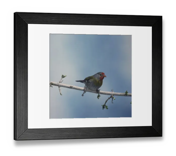 Framed Print : Green-winged Pytilia (Pytilia melba) Framed Print : Green-winged Pytilia (Pytilia melba)