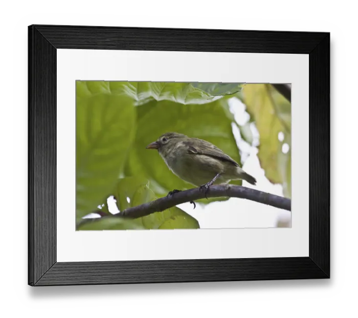 Framed Print : Woodpecker Finch (Camarhynchus pallidus)