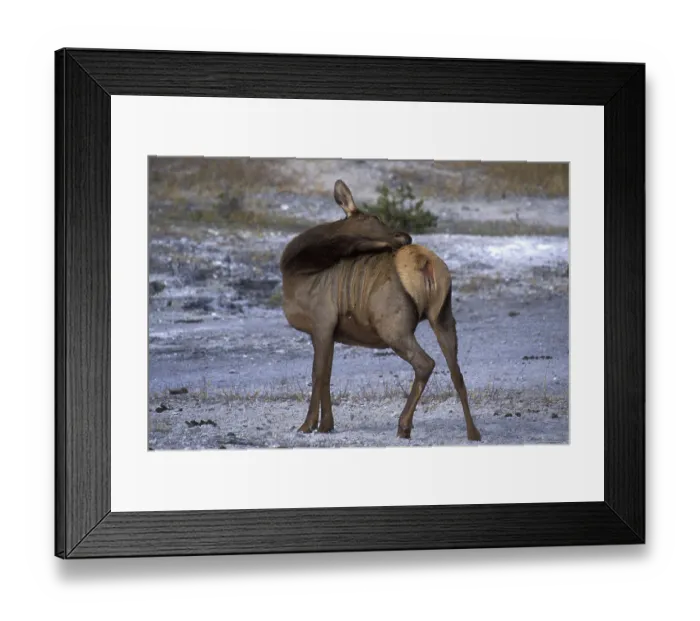 Framed Print : Elk or Wapiti (Cervus canadensis), female preening Framed Print : Elk or Wapiti (Cervus canadensis), female preening