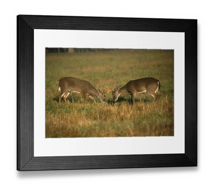 Framed Print : White-tailed Deers (Odocoileus virginianus)