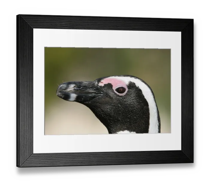 Framed Print : Jackass Penguin (Spheniscus demersus)