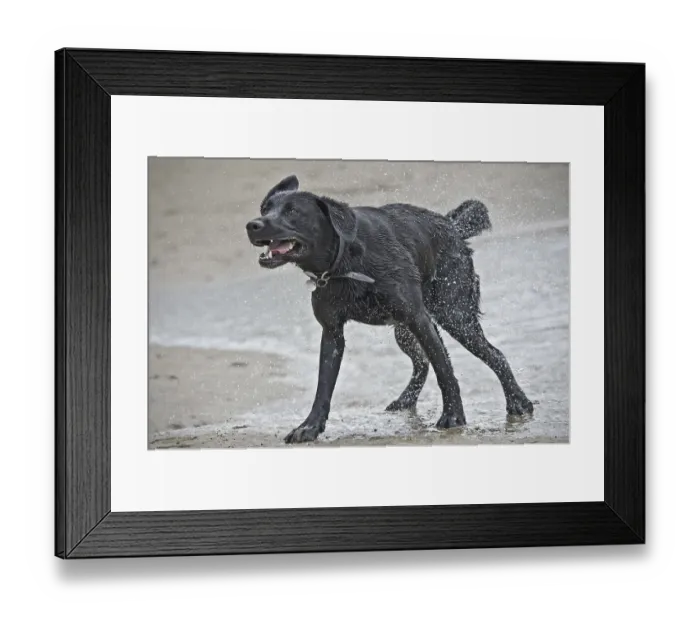 Framed Print : Domestic Dog (Canis lupus familiaris)