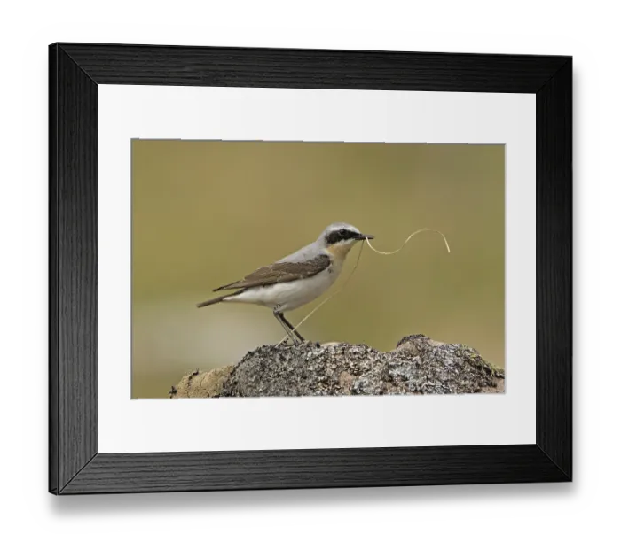 Framed Print : Northern Wheater (Oenanthe oenanthe)