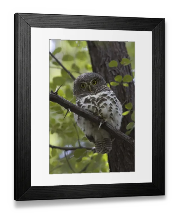 Framed Print : Barred Owl (Strix varia) in tree, Africa