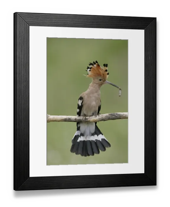 Framed Print : Hoopoe (Upupa epops), adult, with caterpillar in beak