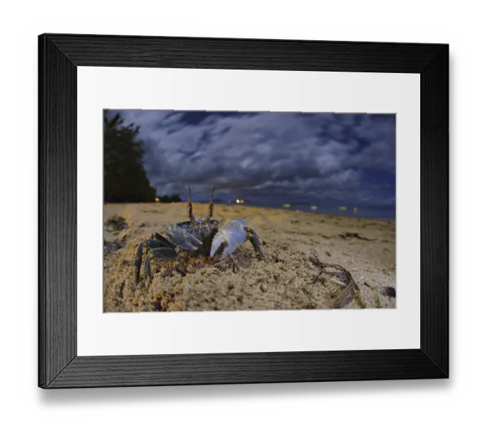 Framed Print : Ghost Crab (Ocypode sp.), adult